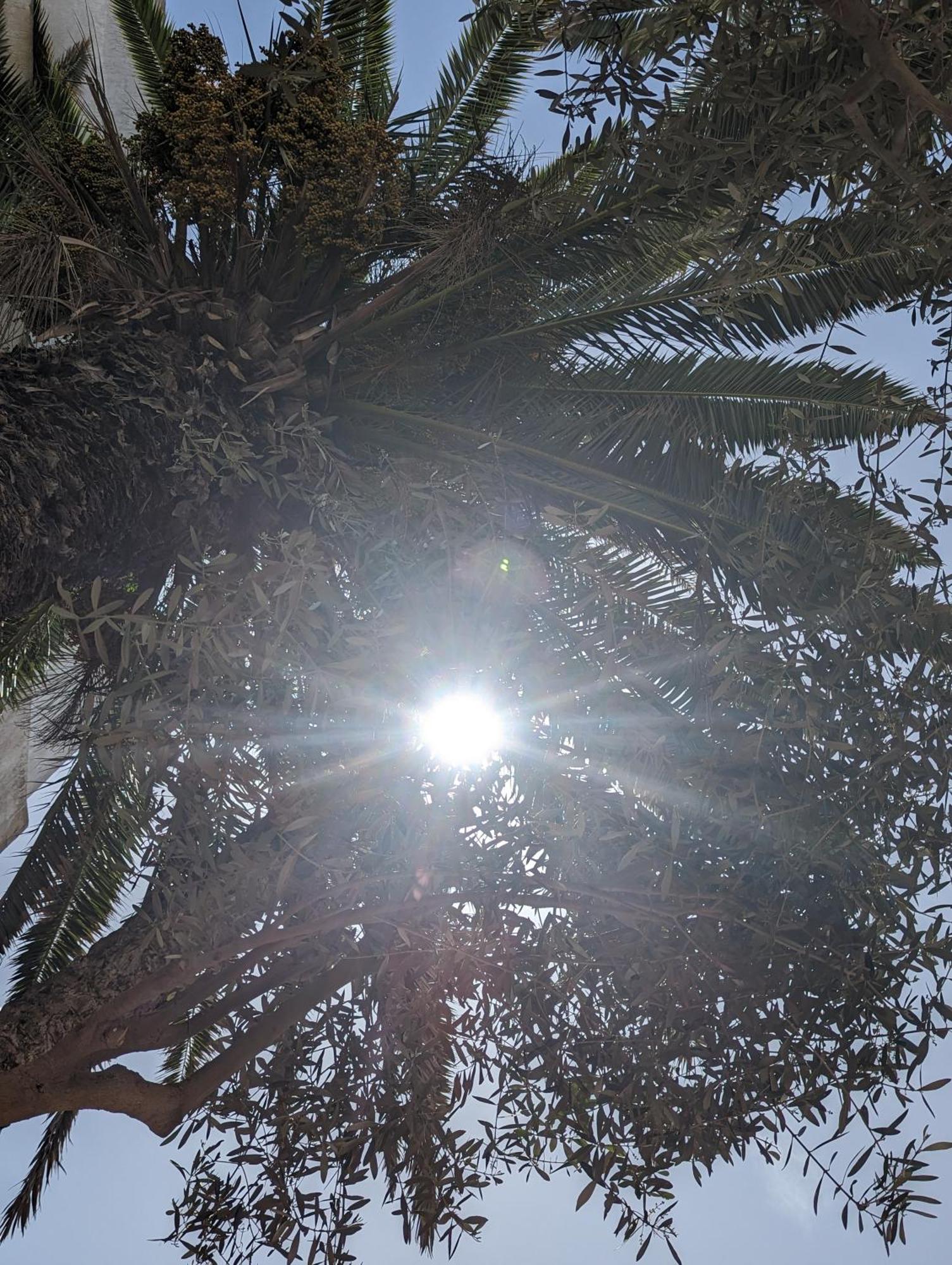 Aghata Palms Riad الصويرة المظهر الخارجي الصورة